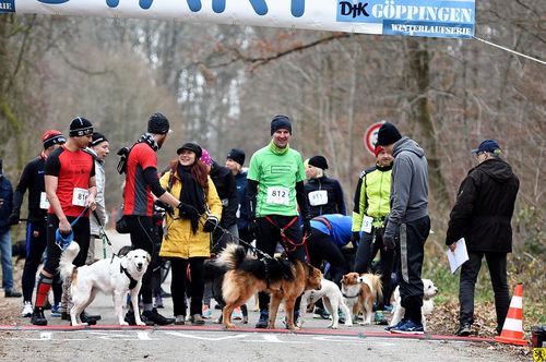 Lauf mit Hunden